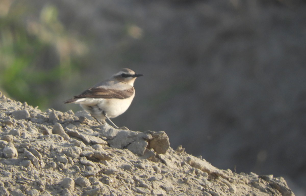 Northern Wheatear - Miroslav Mareš