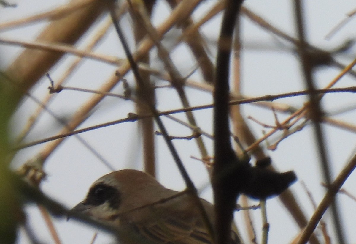 Brown Shrike - ML617411937