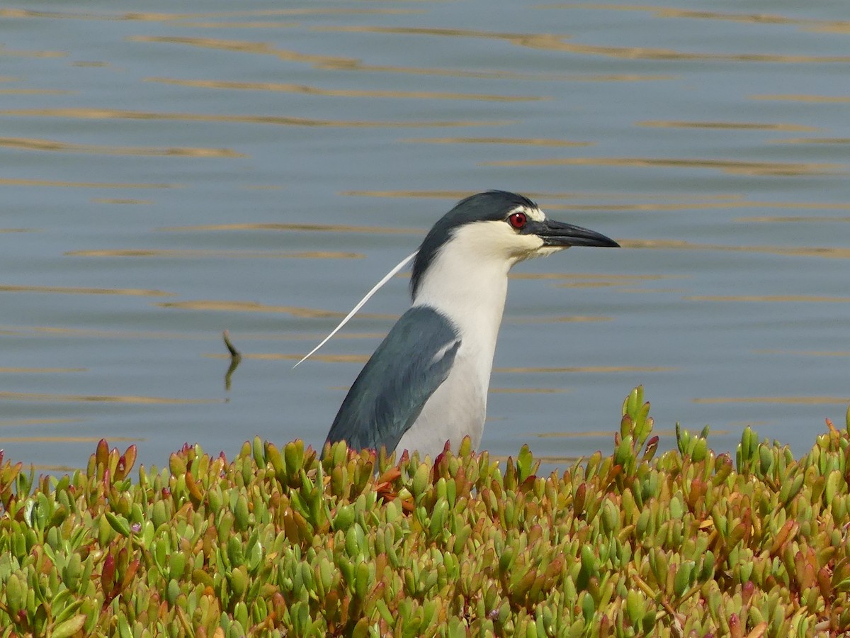 Black-crowned Night Heron - ML617411943