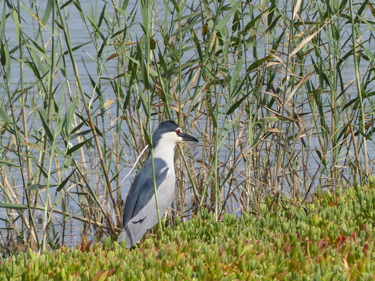 Black-crowned Night Heron - Anonymous