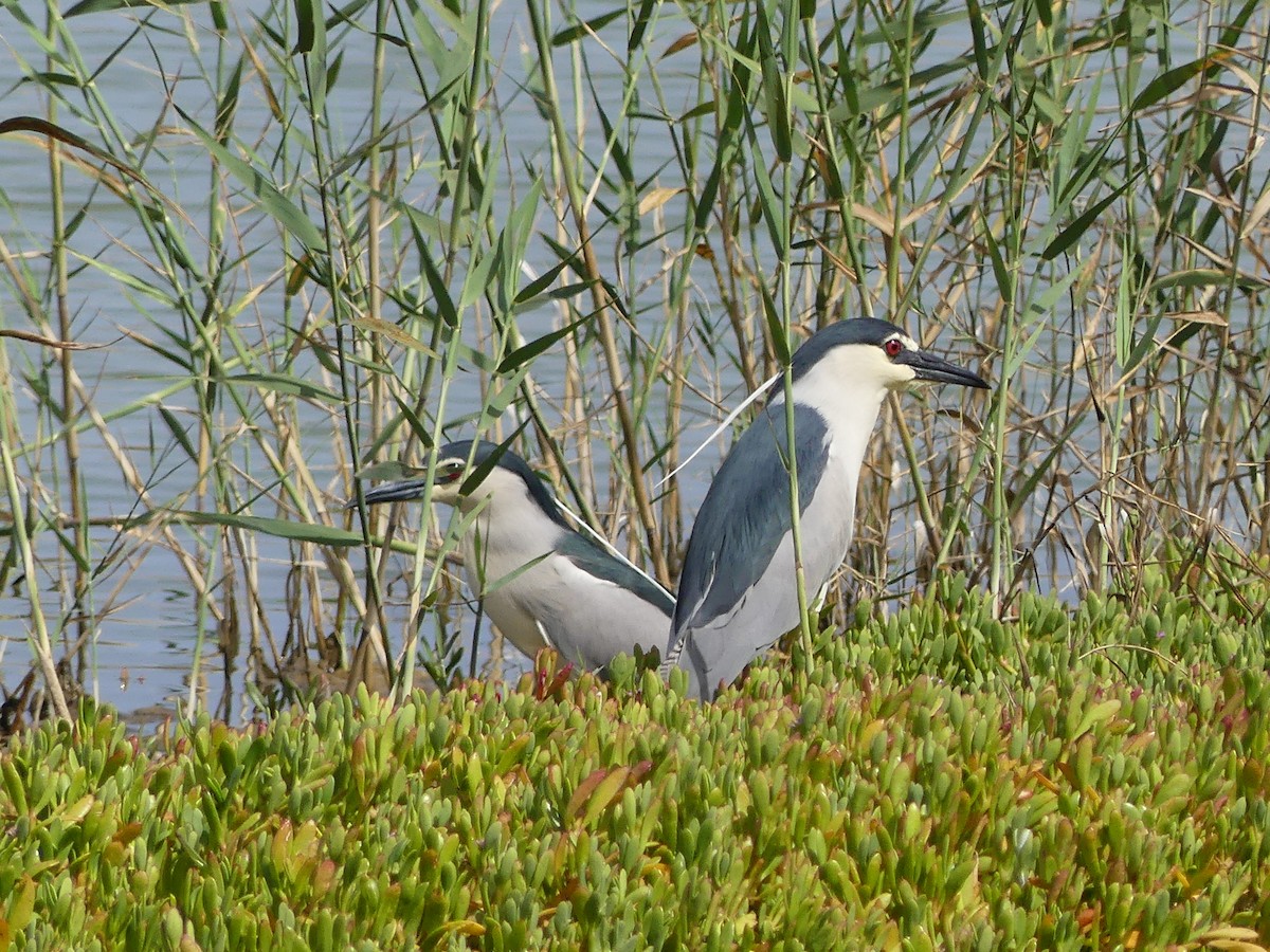 Black-crowned Night Heron - ML617411946