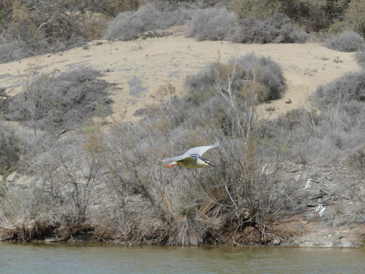 Black-crowned Night Heron - ML617411947