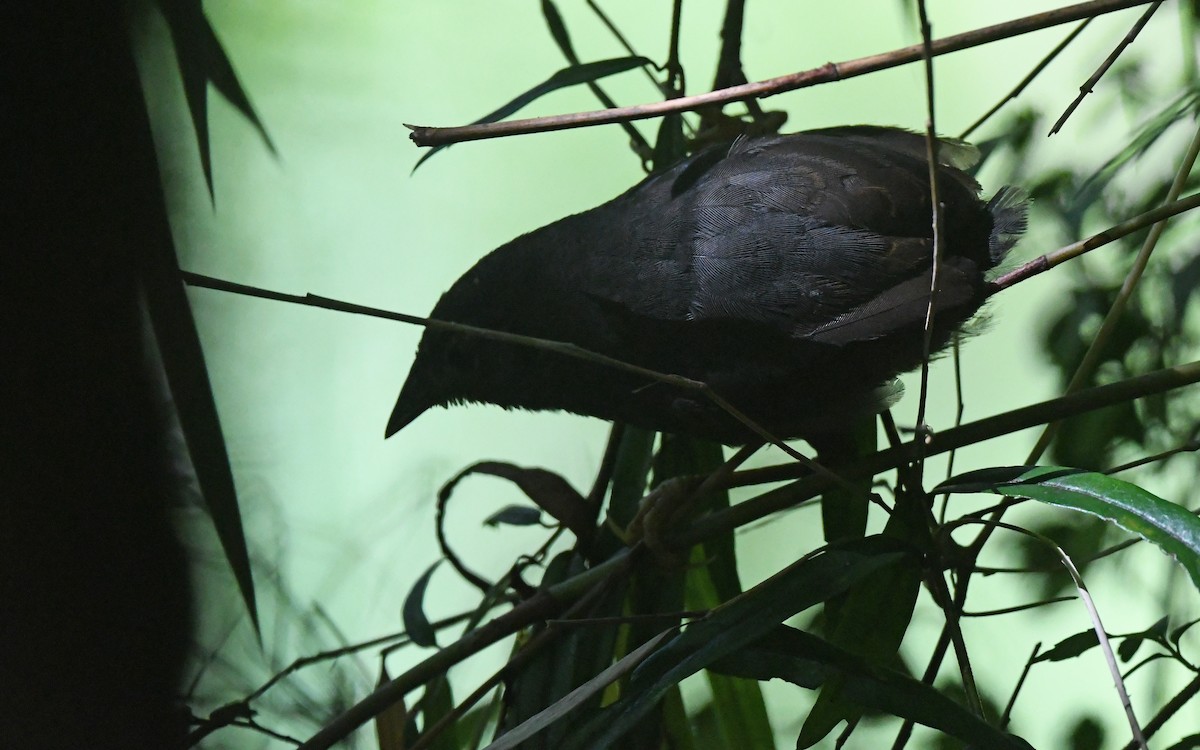 Ochre-flanked Tapaculo - ML617411975