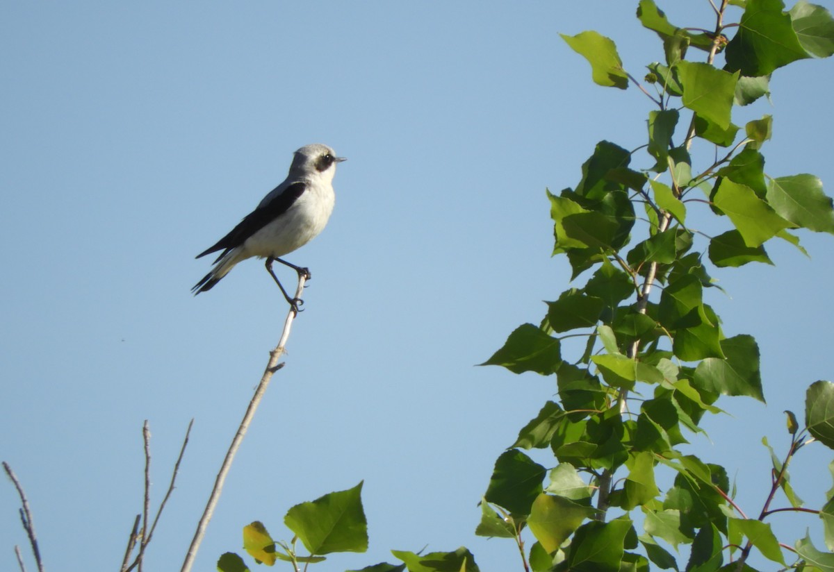 Northern Wheatear - Miroslav Mareš