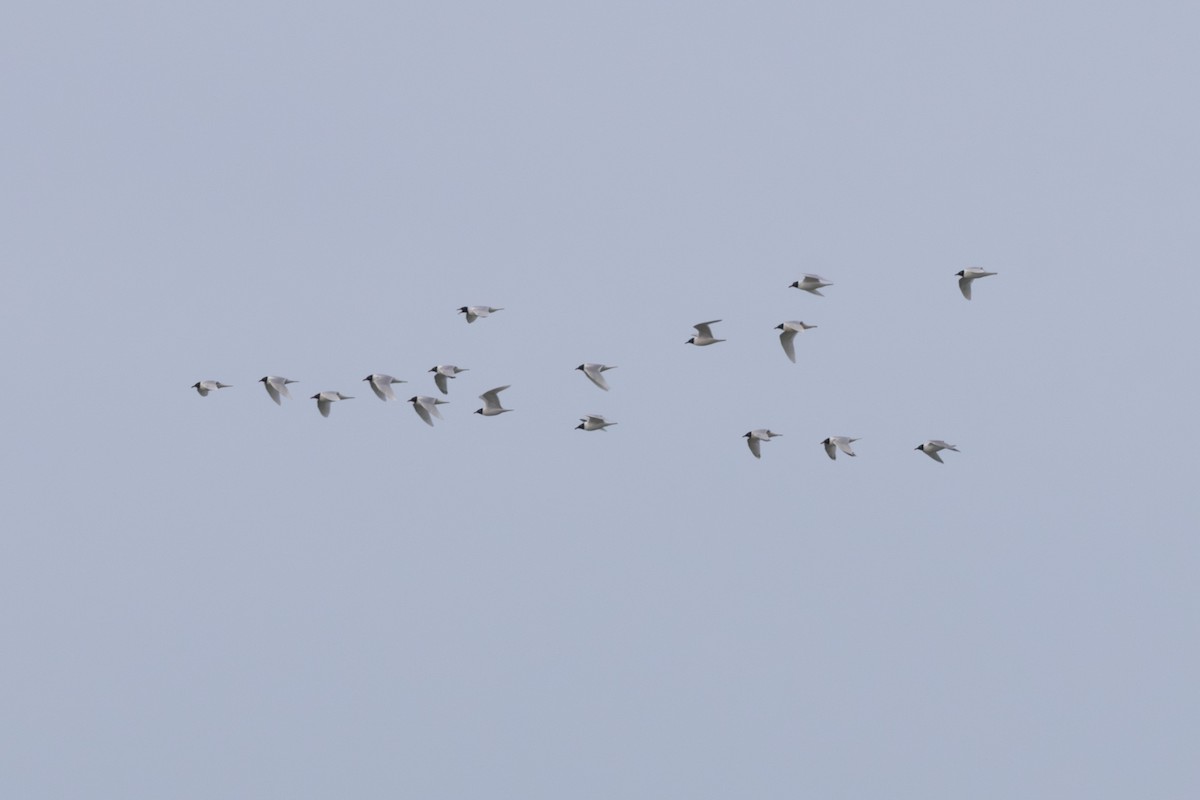 Mediterranean Gull - ML617412098