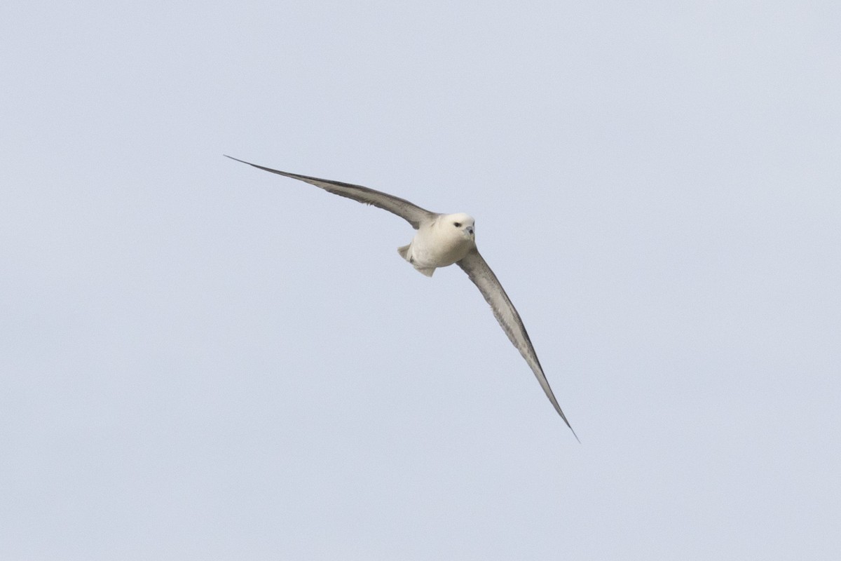 Northern Fulmar - ML617412116