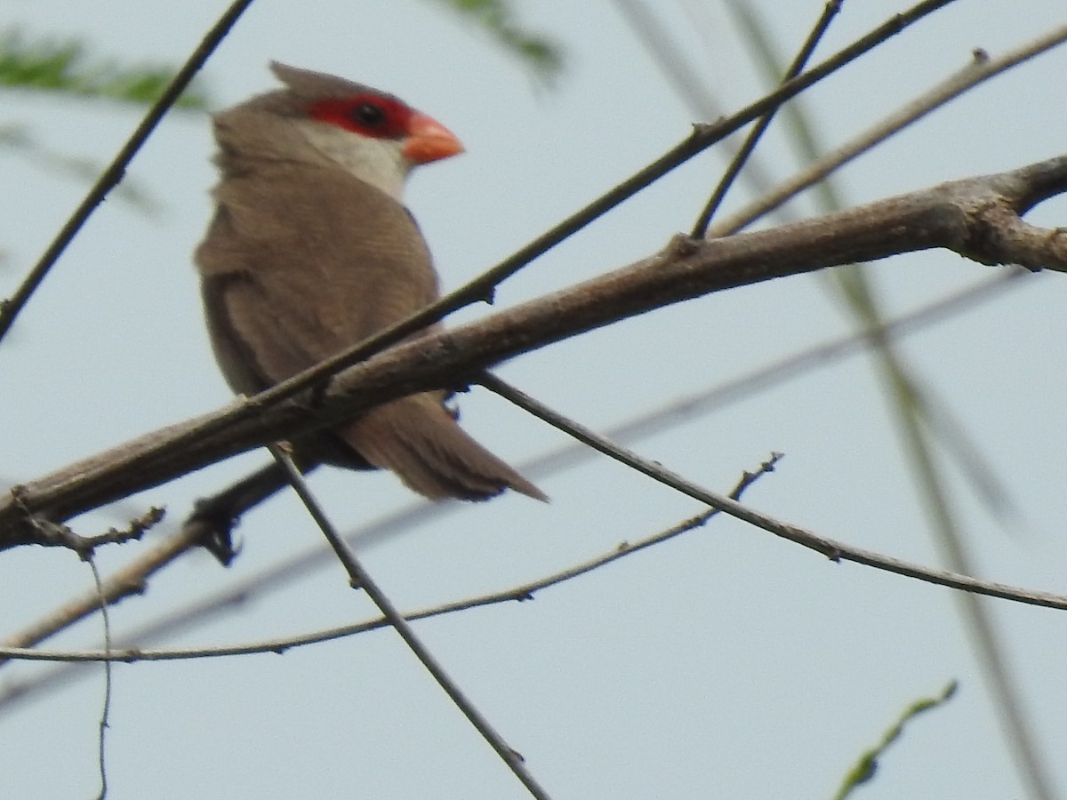 Common Waxbill - ML617412127