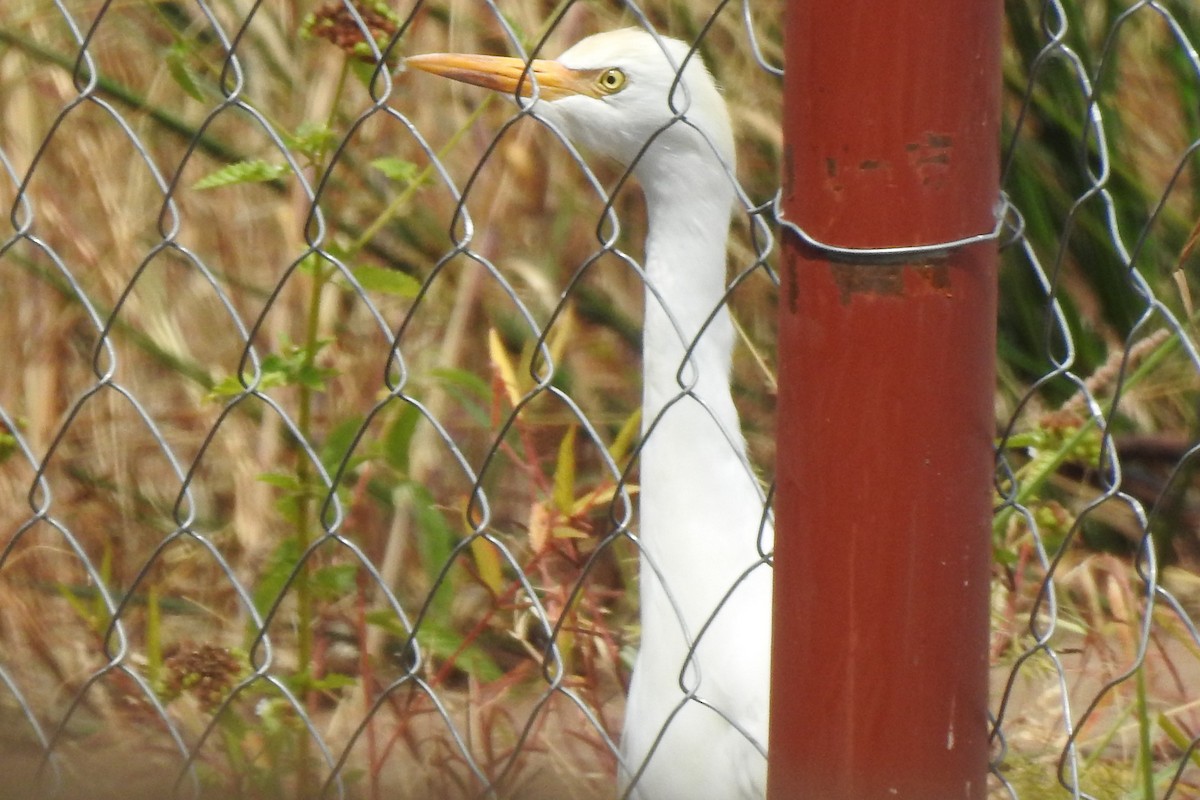 Yellow-billed Egret - Daniel Abbott