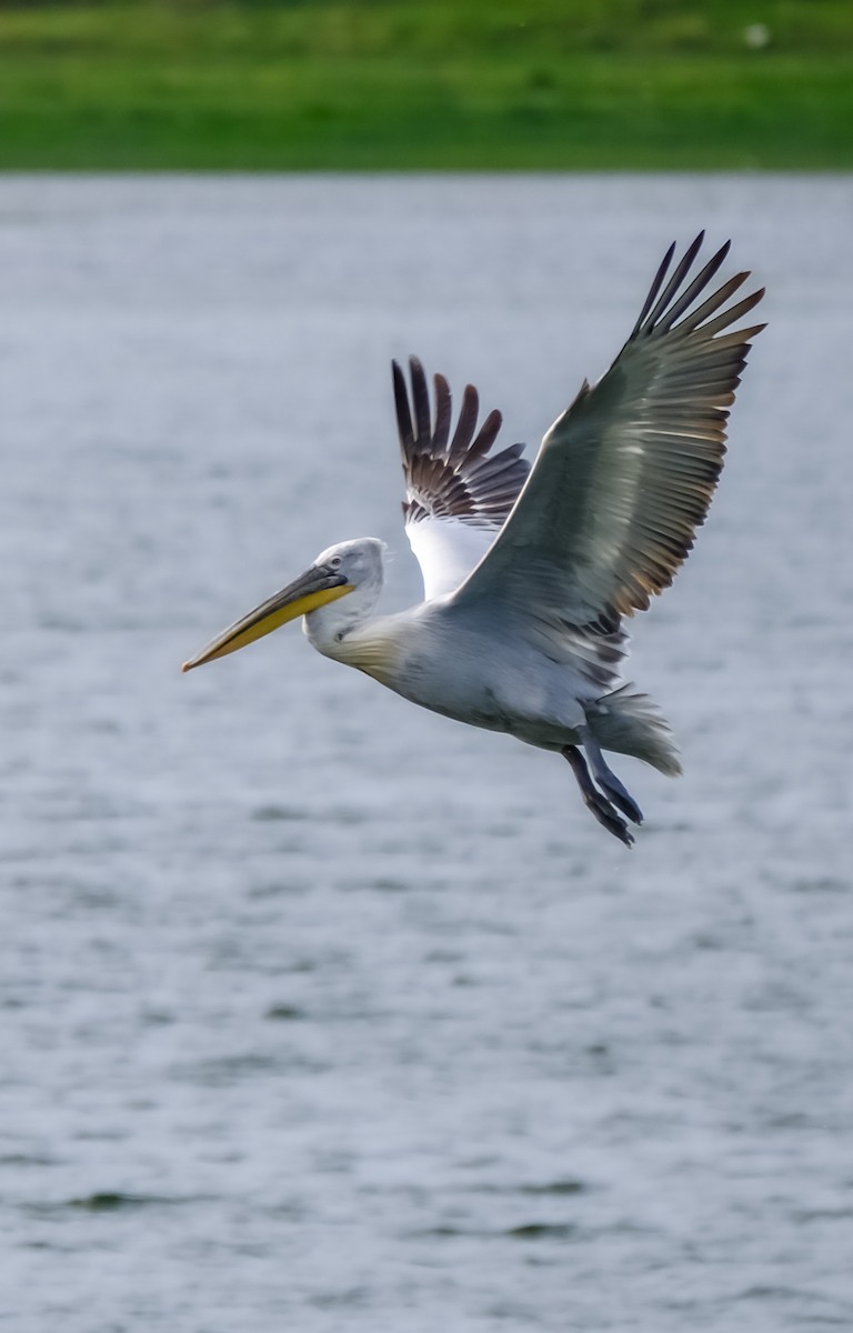 Dalmatian Pelican - ML617412142