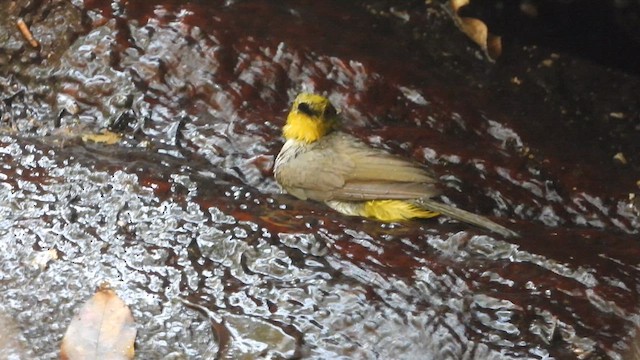 Bulbul à menton jaune - ML617412155