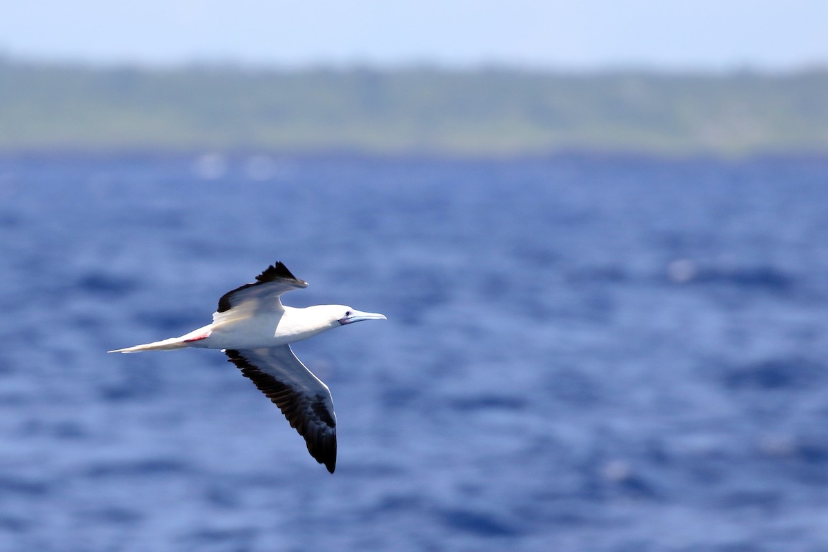 Red-footed Booby - ML617412159