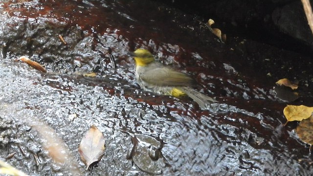 Yellow-throated Bulbul - ML617412172