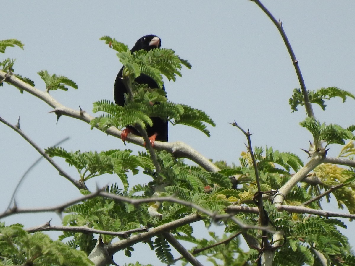 Viuda Senegalesa - ML617412176