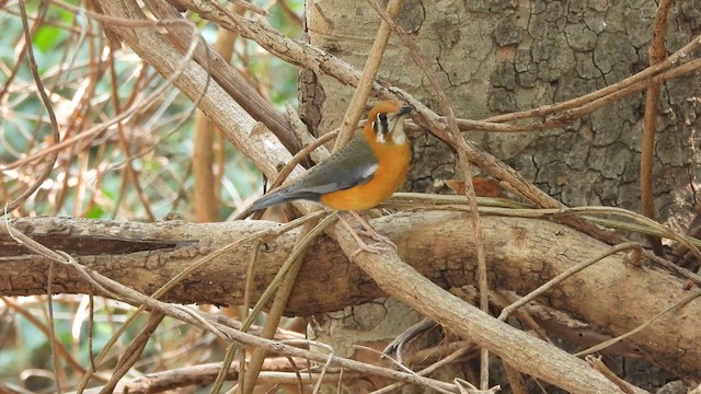 Orange-headed Thrush - ML617412177