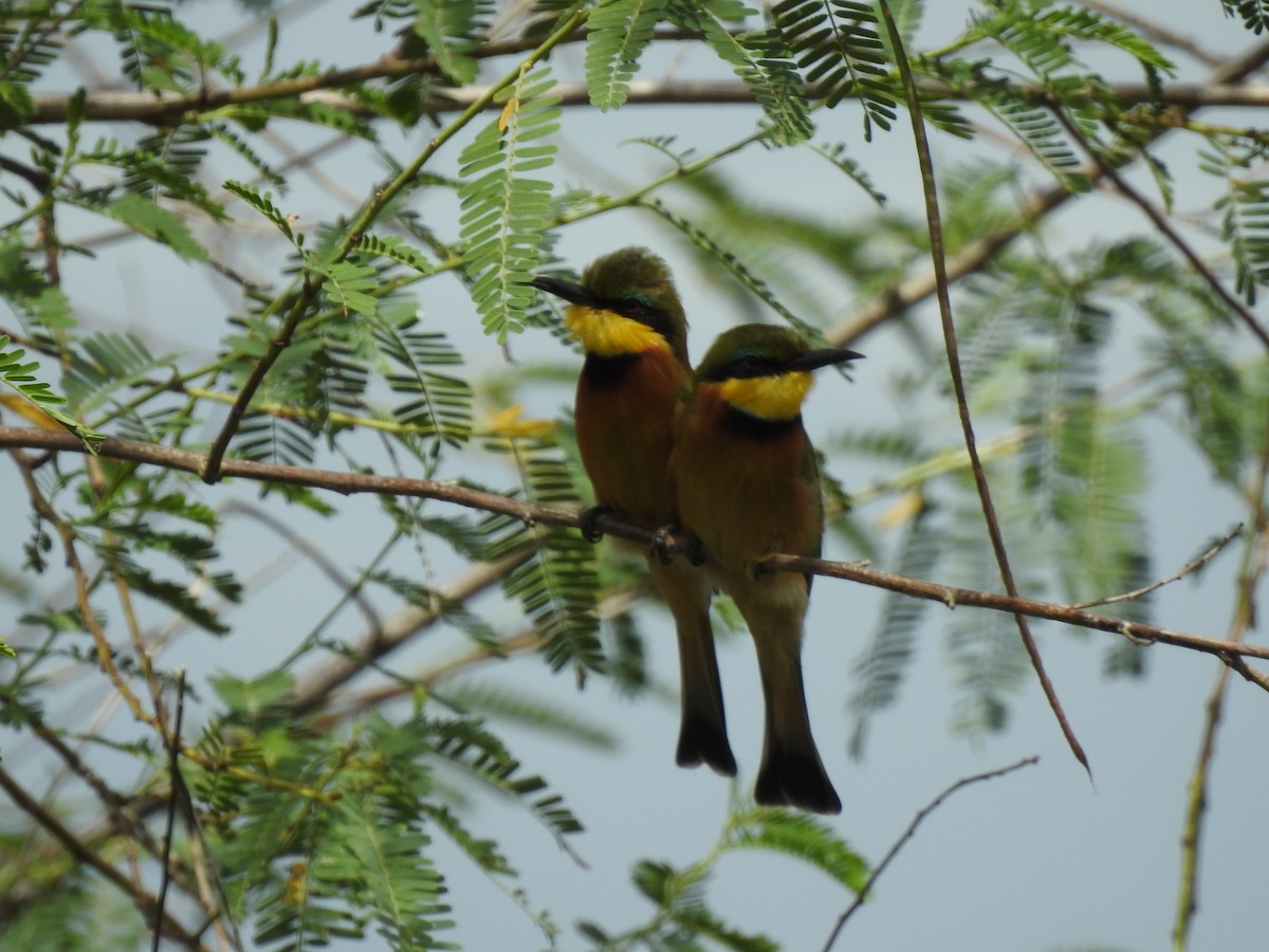 Little Bee-eater - Daniel Abbott