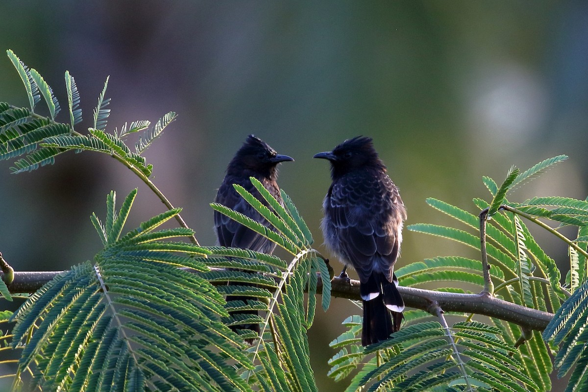 Red-vented Bulbul - ML617412190