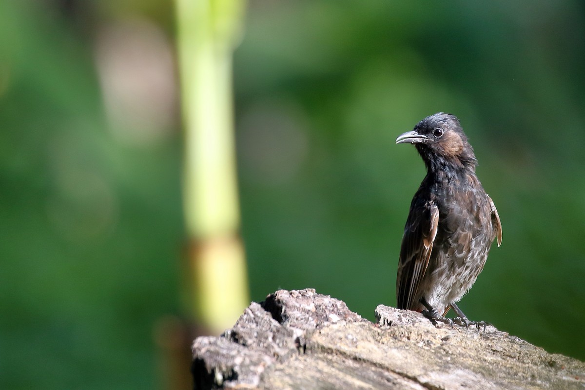 Bulbul à ventre rouge - ML617412191