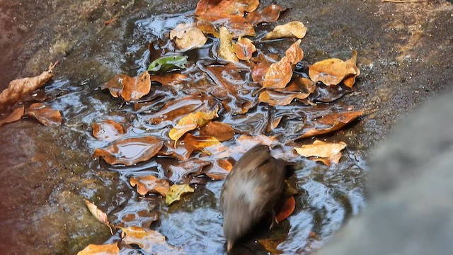 Jungle Babbler - ML617412206