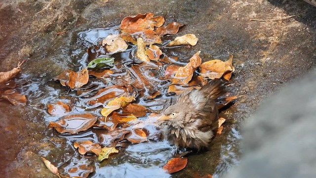 Jungle Babbler - ML617412207