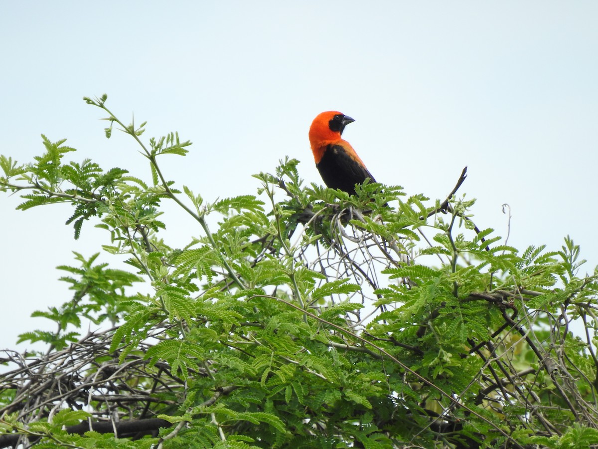 Black-winged Bishop - ML617412210