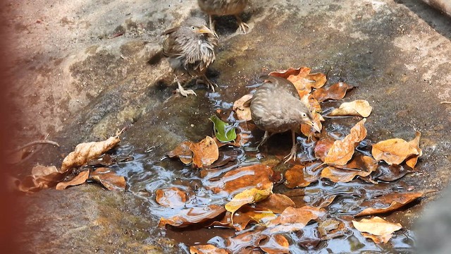 Jungle Babbler - ML617412215