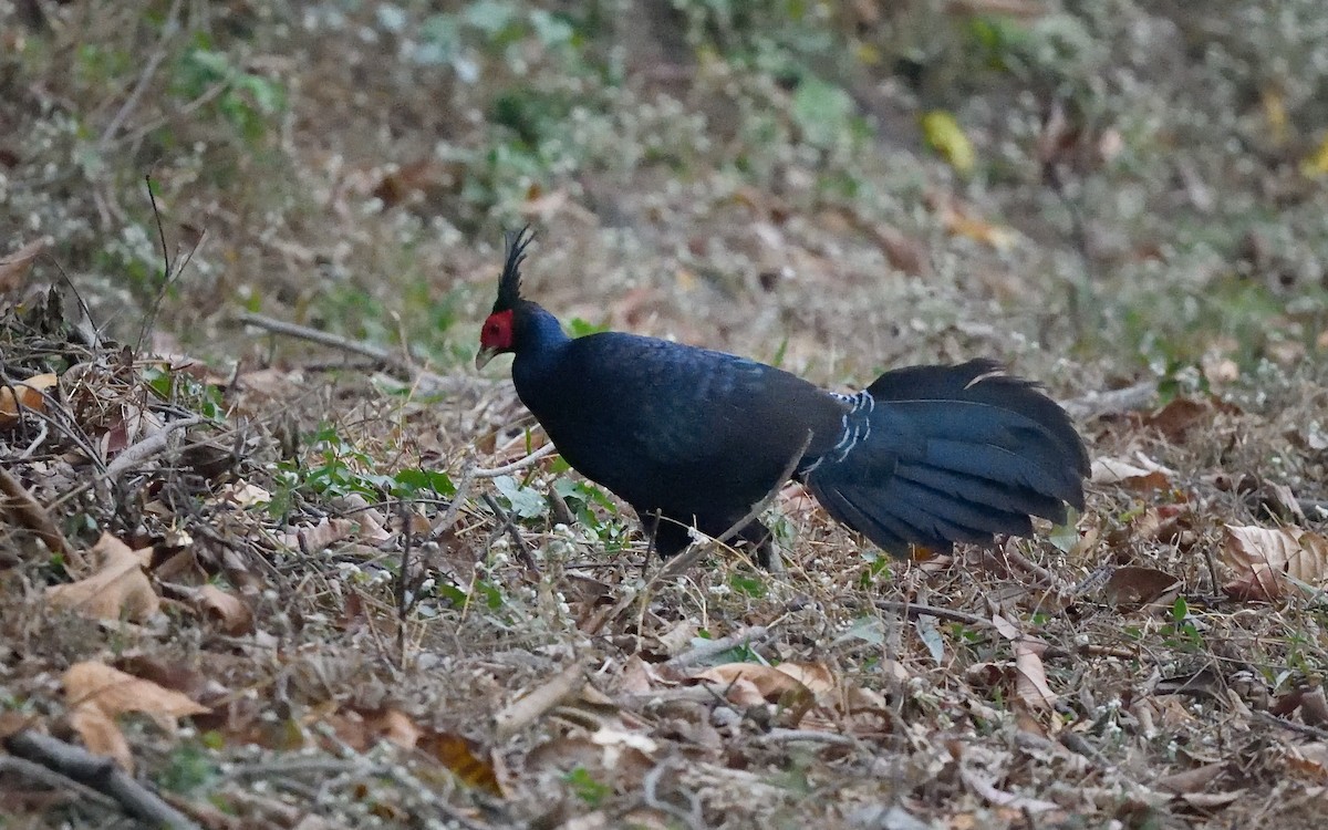 Kalij Pheasant - ML617412298