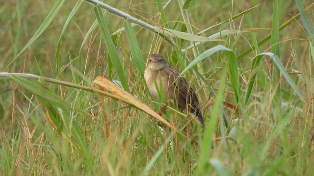 Bristled Grassbird - ML617412341