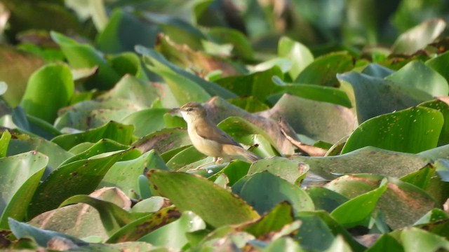 Paddyfield Warbler - ML617412410