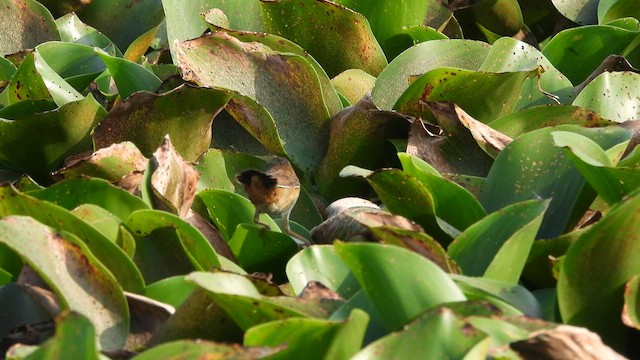 Pallas's Grasshopper Warbler - ML617412437