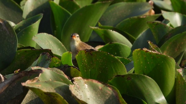 Pallas's Grasshopper Warbler - ML617412442