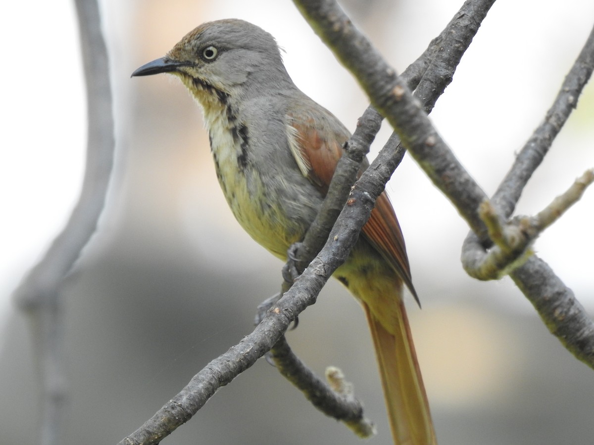 Collared Palm-Thrush - ML617412444