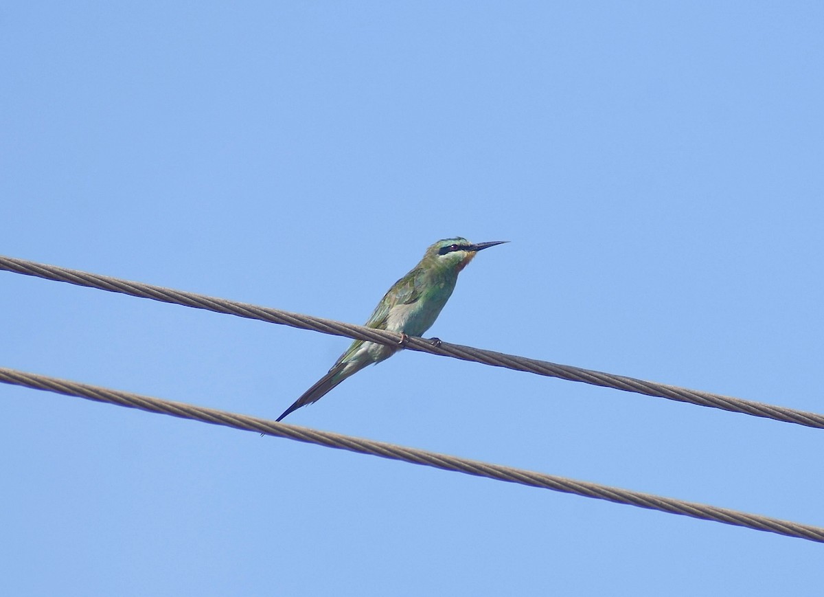 Blue-cheeked Bee-eater - ML617412504