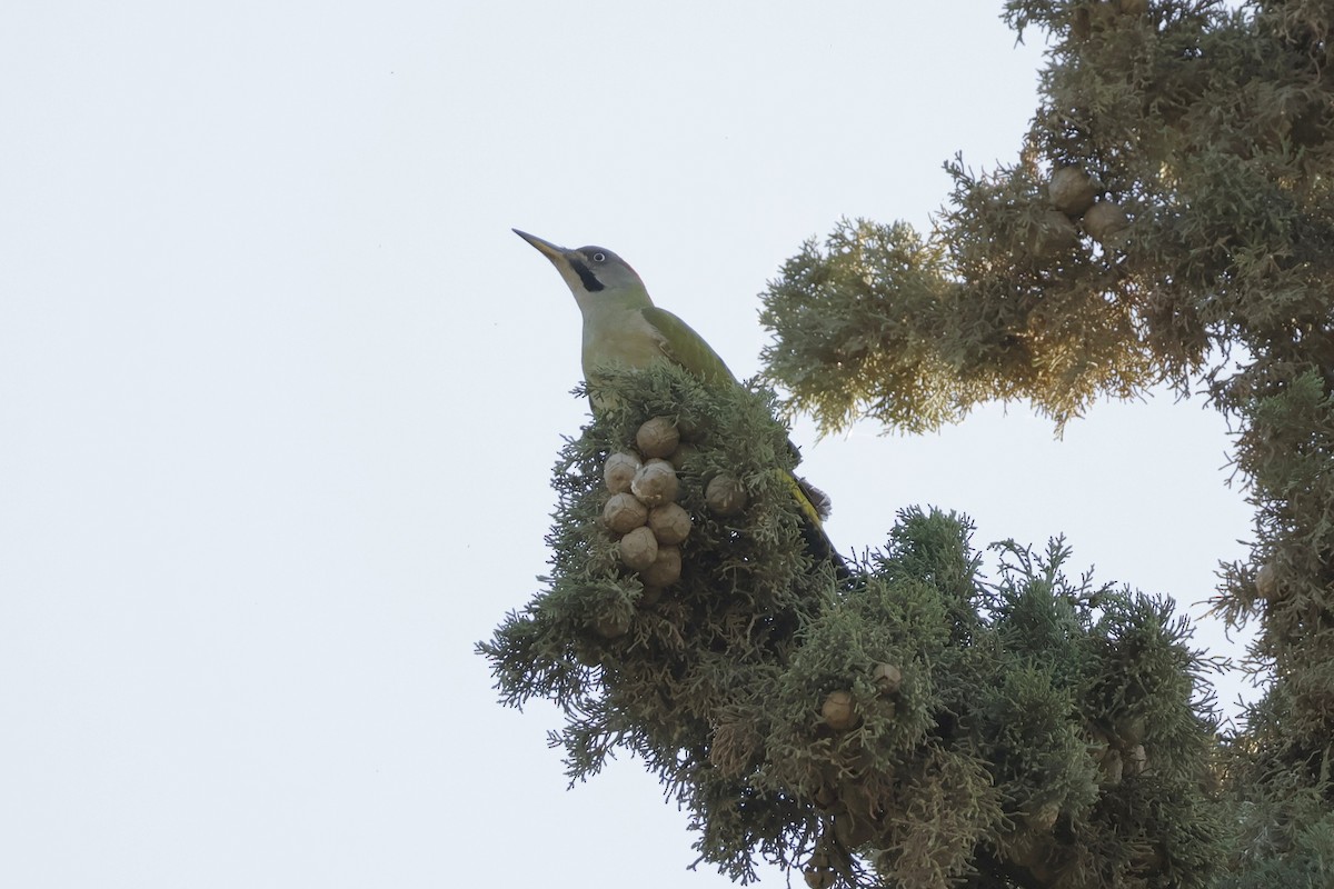 Levaillant's Woodpecker - Mathieu Soetens