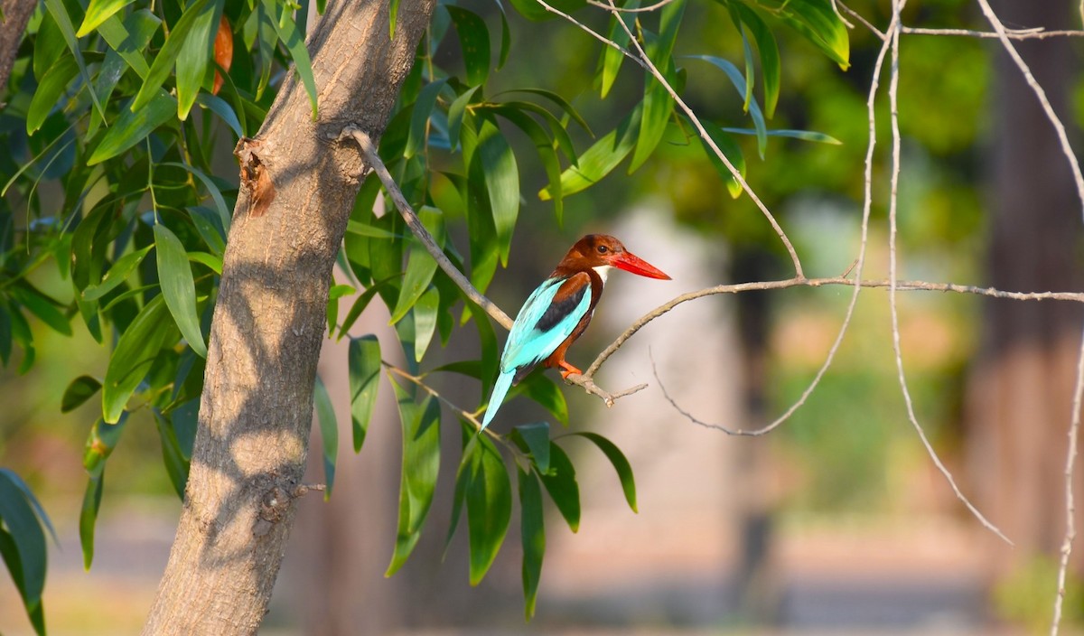 White-throated Kingfisher - Manjeet Kaur Bal