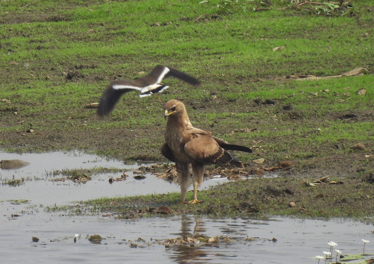 Águila India - ML617412564