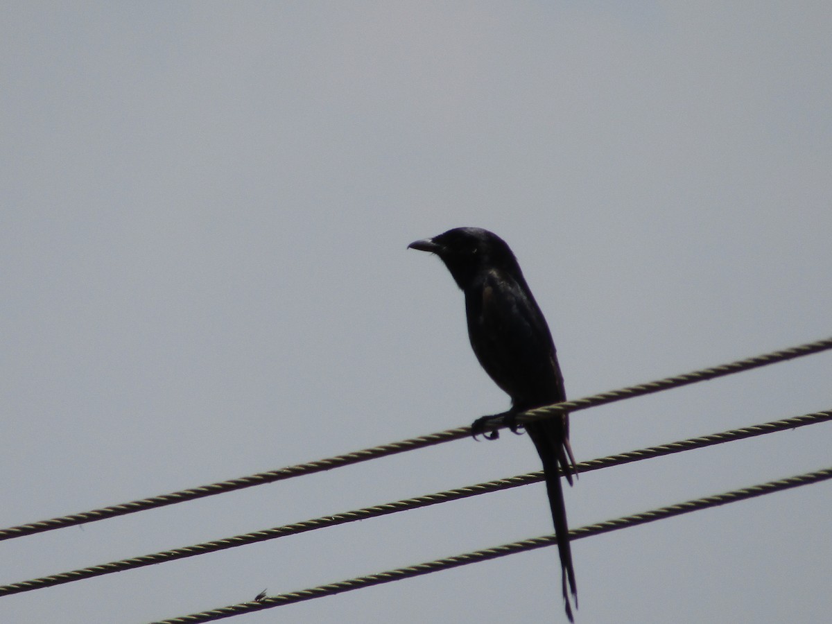 Black Drongo - vaazhaikumar kumar