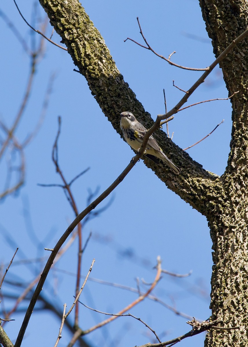 Yellow-rumped Warbler - ML617412606