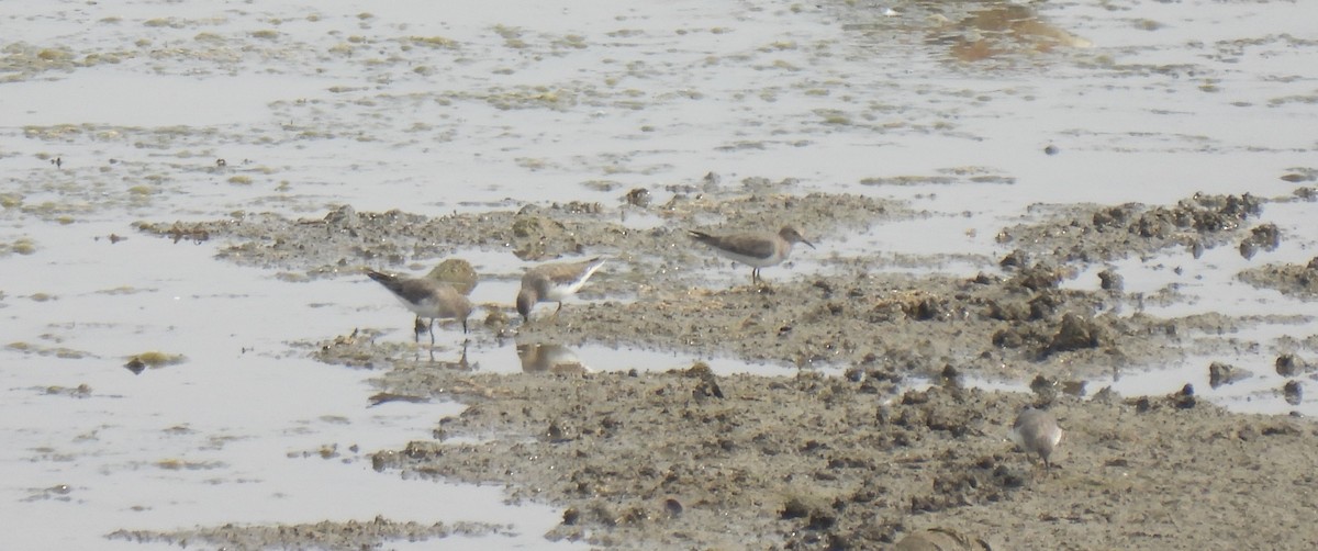 Temminck's Stint - Sahana M