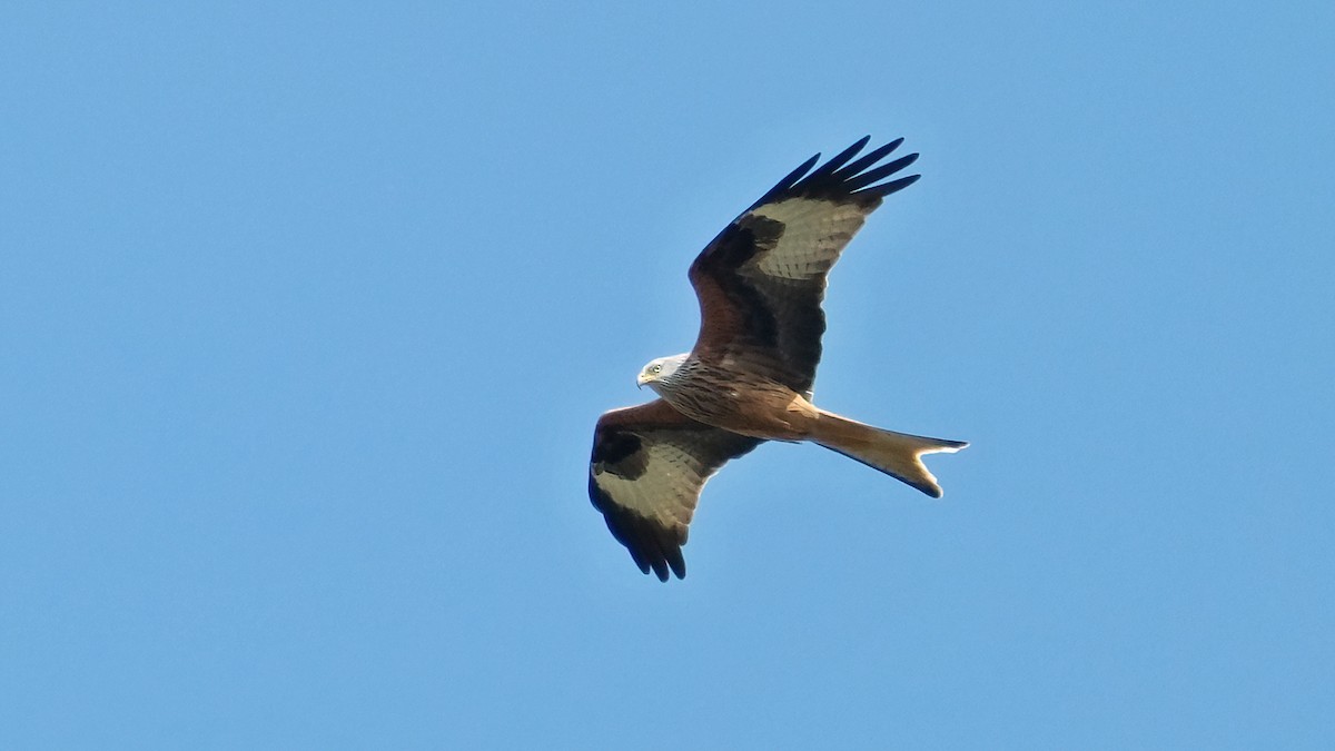 Red Kite - Pavel Kunetek