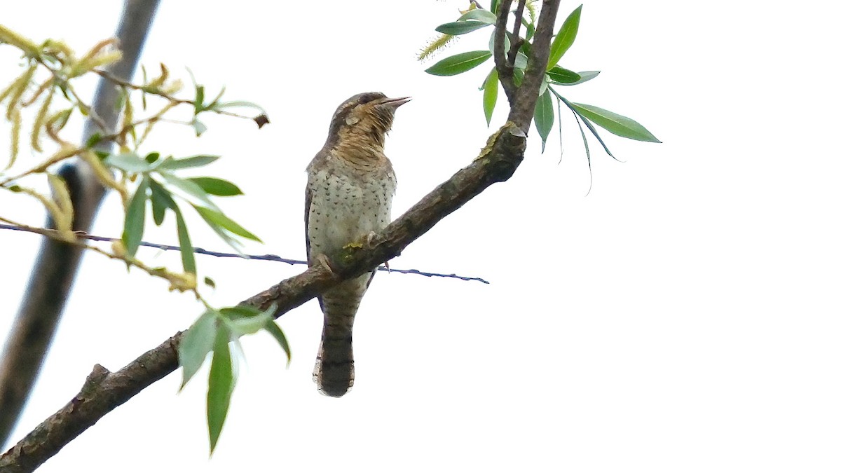 Eurasian Wryneck - ML617412748