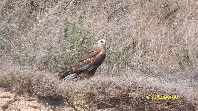 Western Marsh Harrier - ML617412749