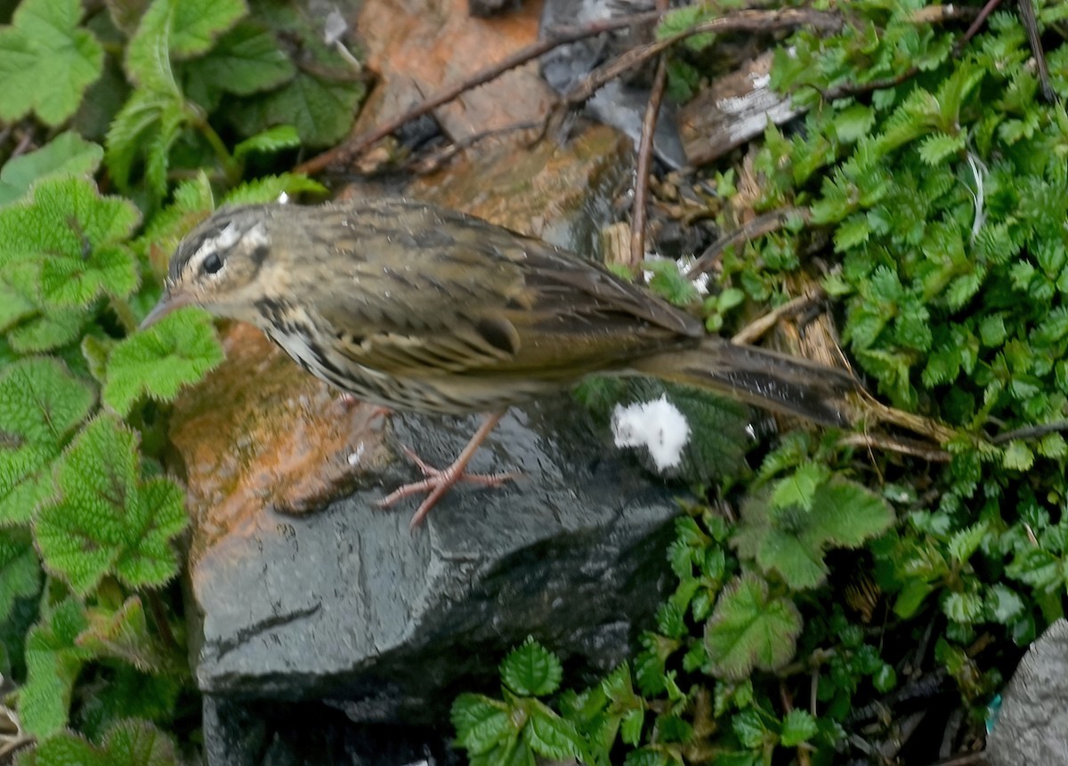 Rosy Pipit - Sudip Simha