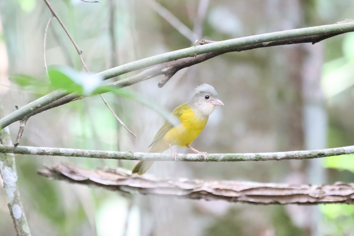 Gray-headed Tanager - ML617412818