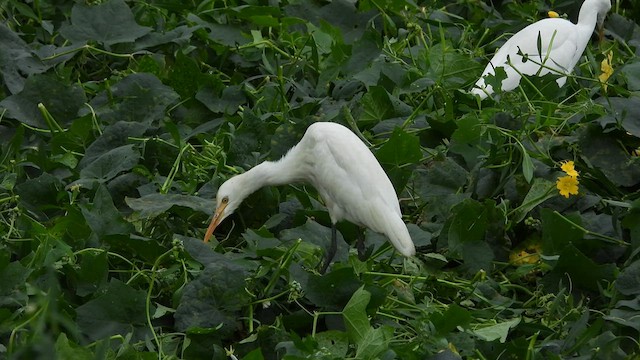 Eastern Cattle Egret - ML617412841