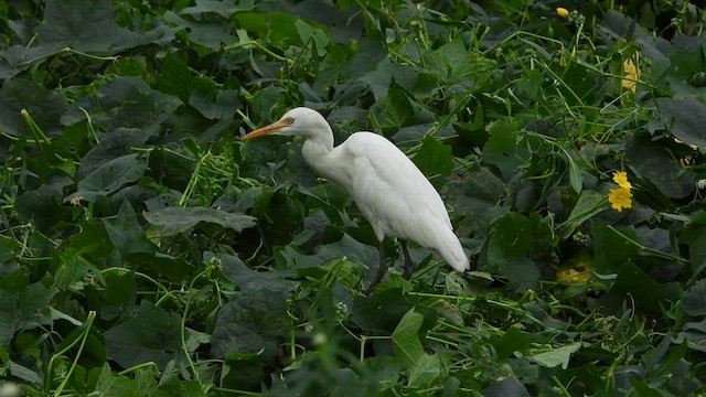 Eastern Cattle Egret - ML617412844