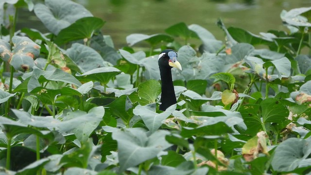 Bronze-winged Jacana - ML617412876