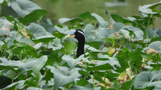 Bronze-winged Jacana - ML617412877