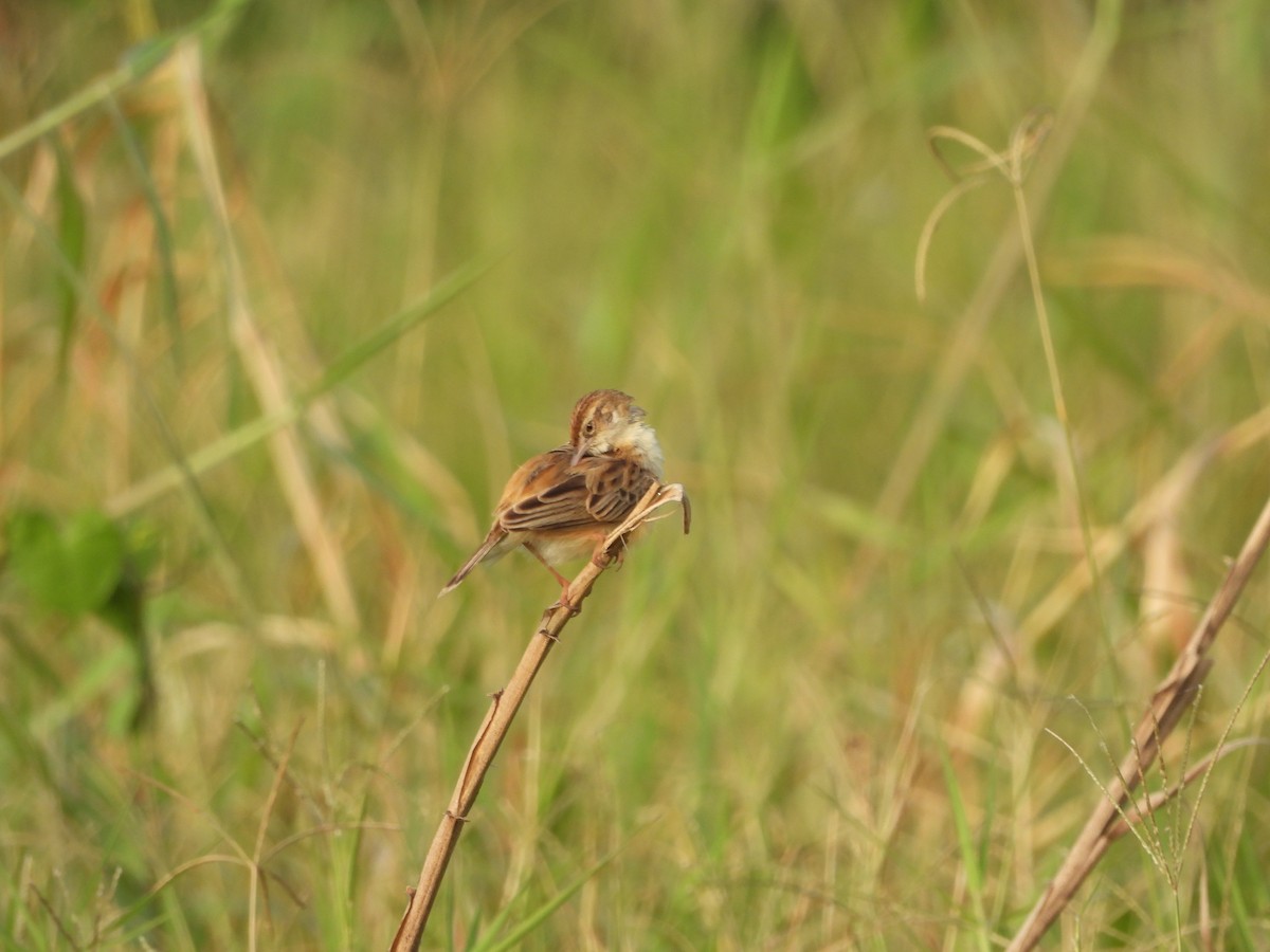 Zitting Cisticola - ML617412912