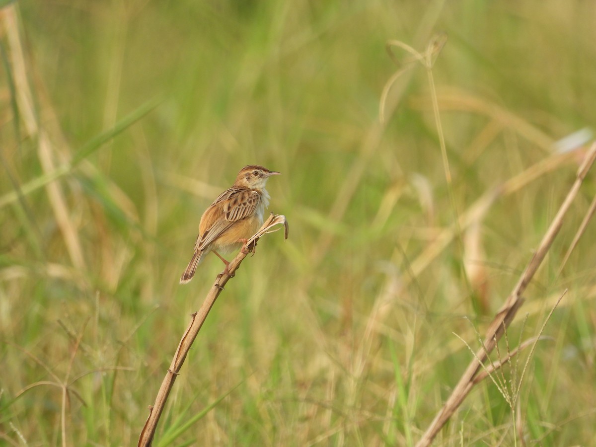 Zitting Cisticola - Renuka Vijayaraghavan