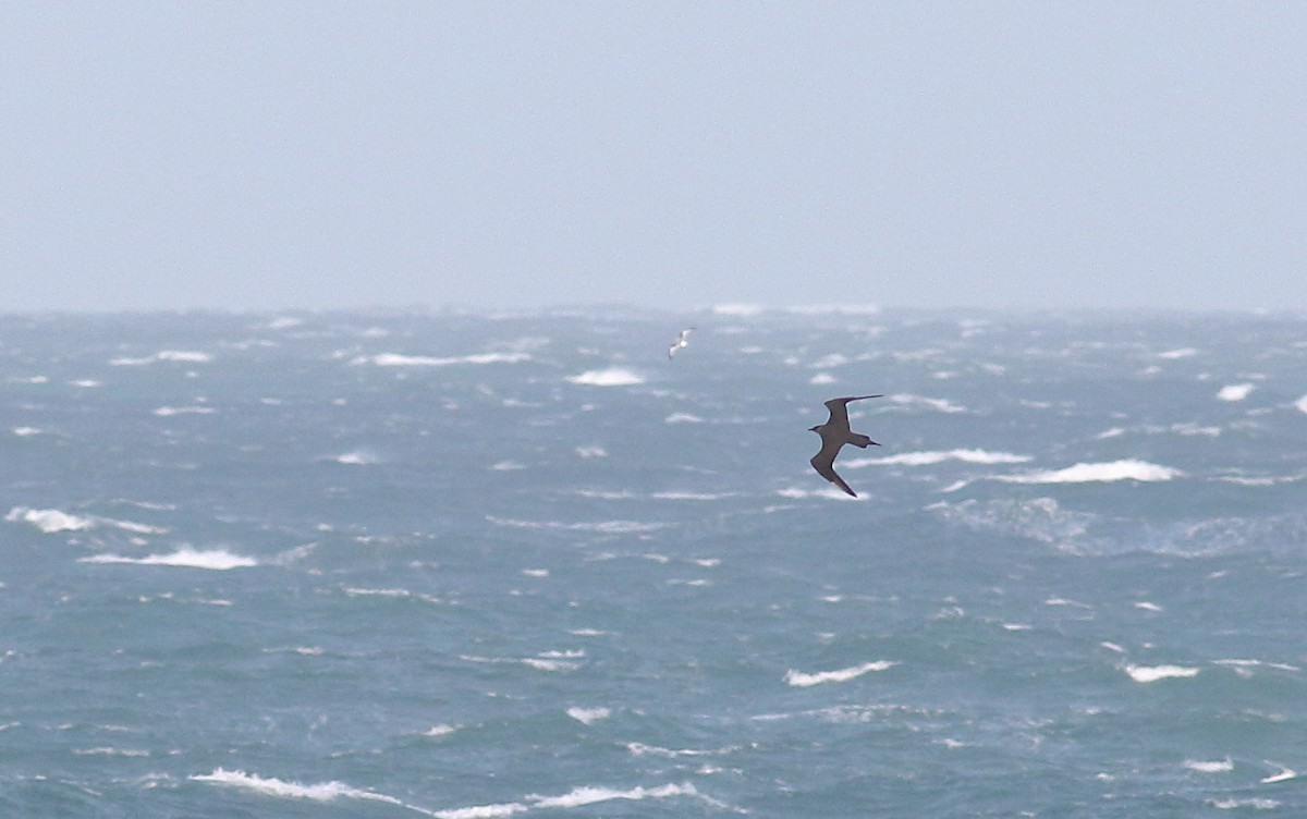 Parasitic Jaeger - Joe Stockwell